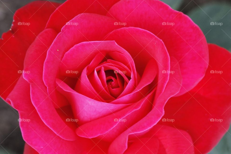 Close-up of red rose