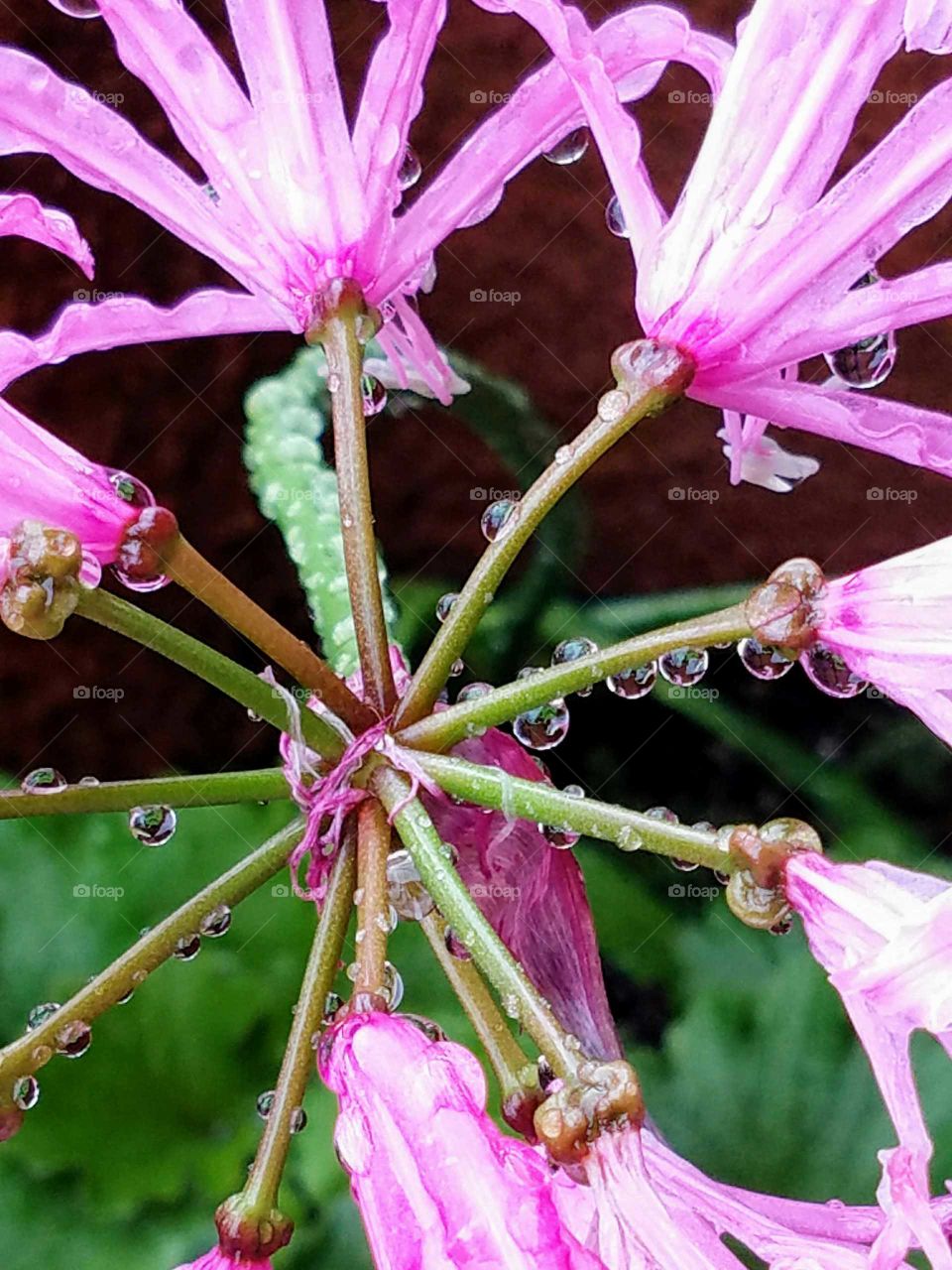 Flowers Raindrops