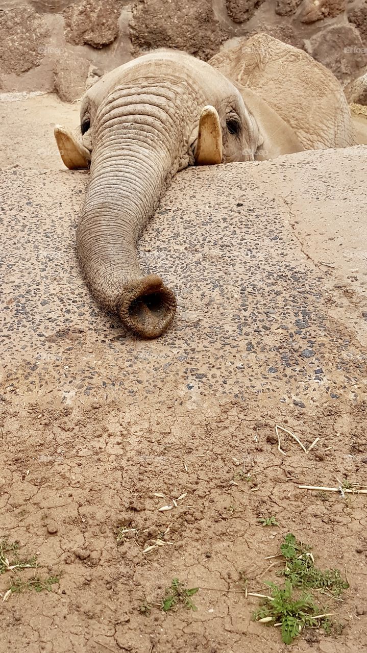 Portrait of curious elephant investigating with his trunk - nyfiken elefant undersöker med sin snabel