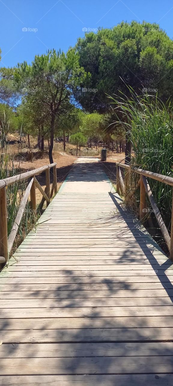 puente madera camaleón