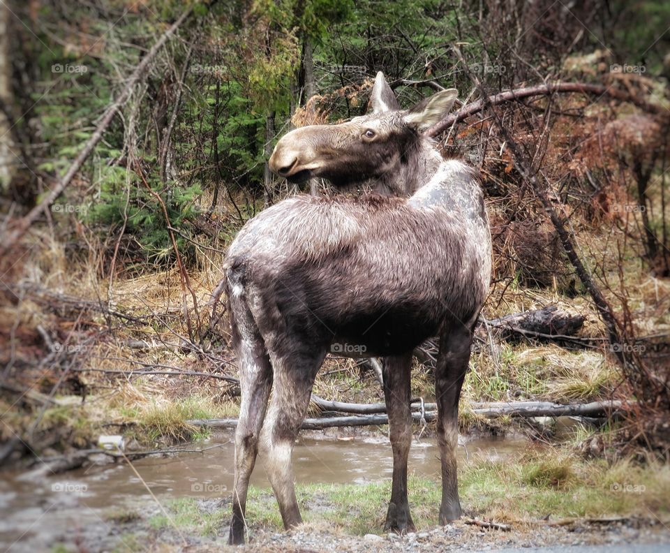 Moose Maine USA