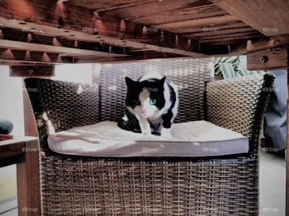 cat with two different-colored eyes.