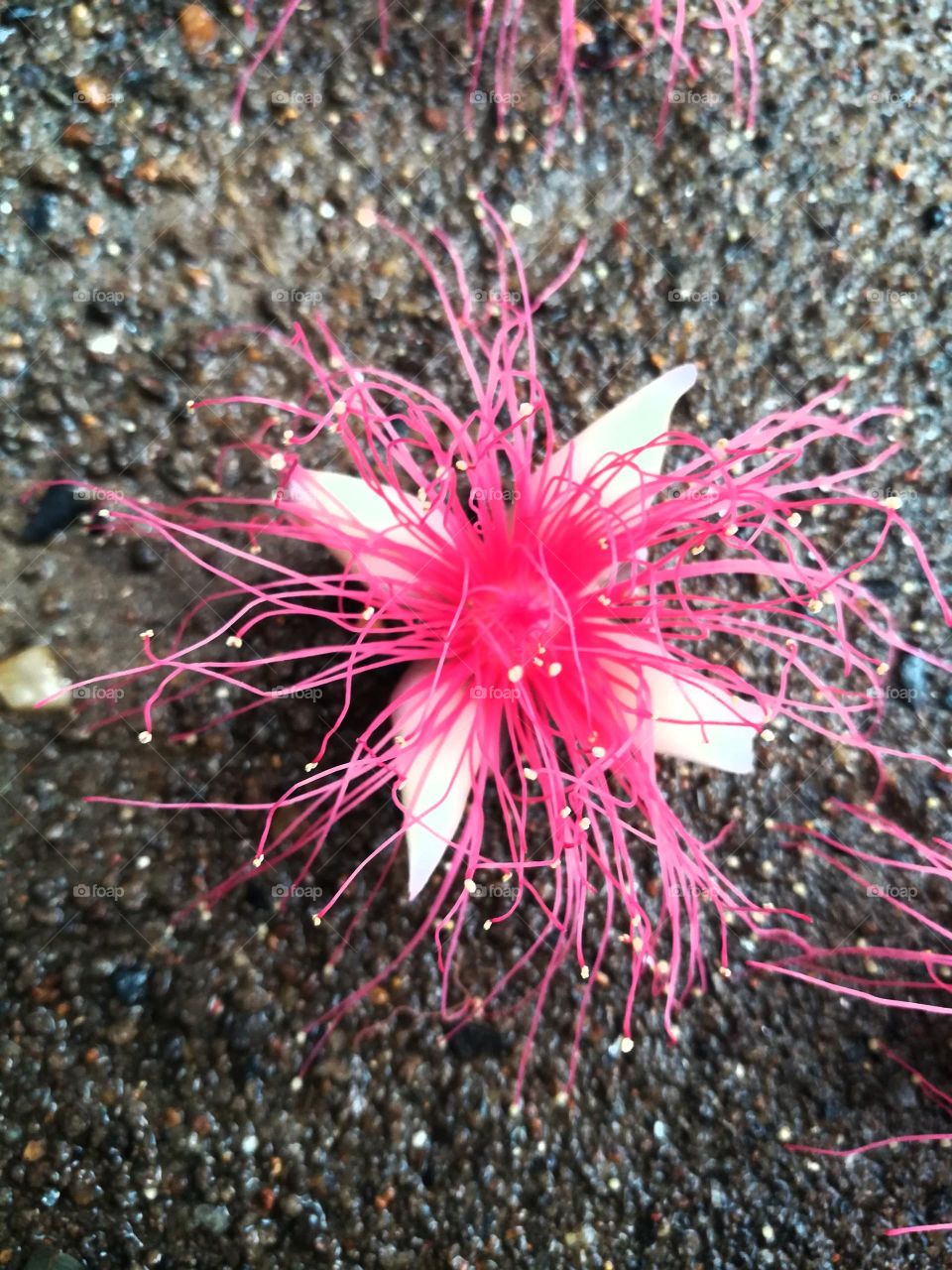 srilankan flowers ...