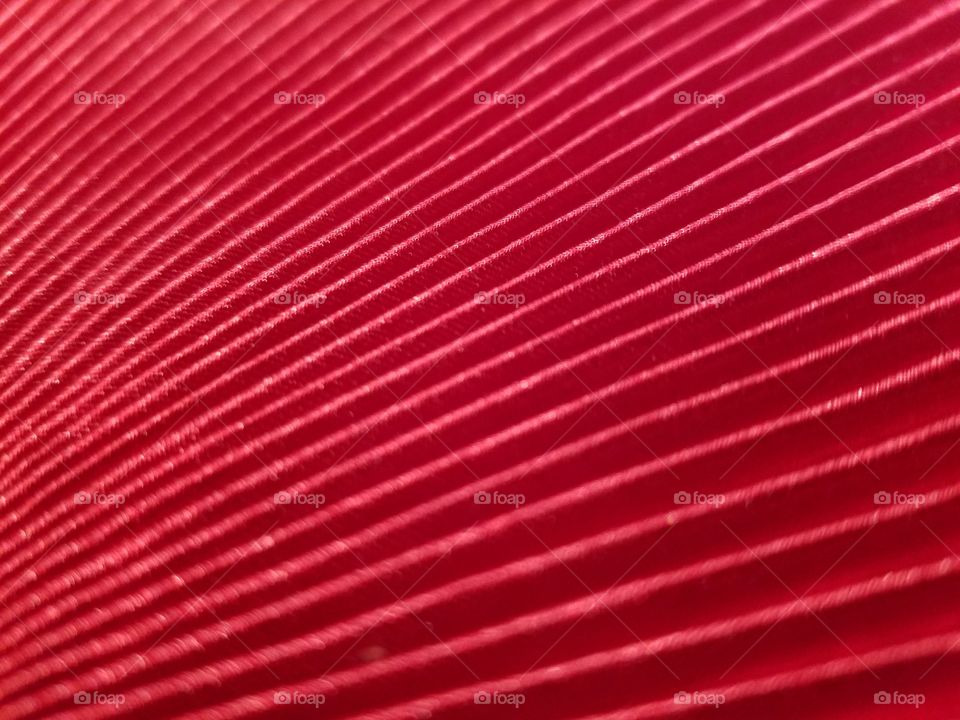 vibrant red satin fabric with multiple pleats. Perspective, still-life abstract photo.