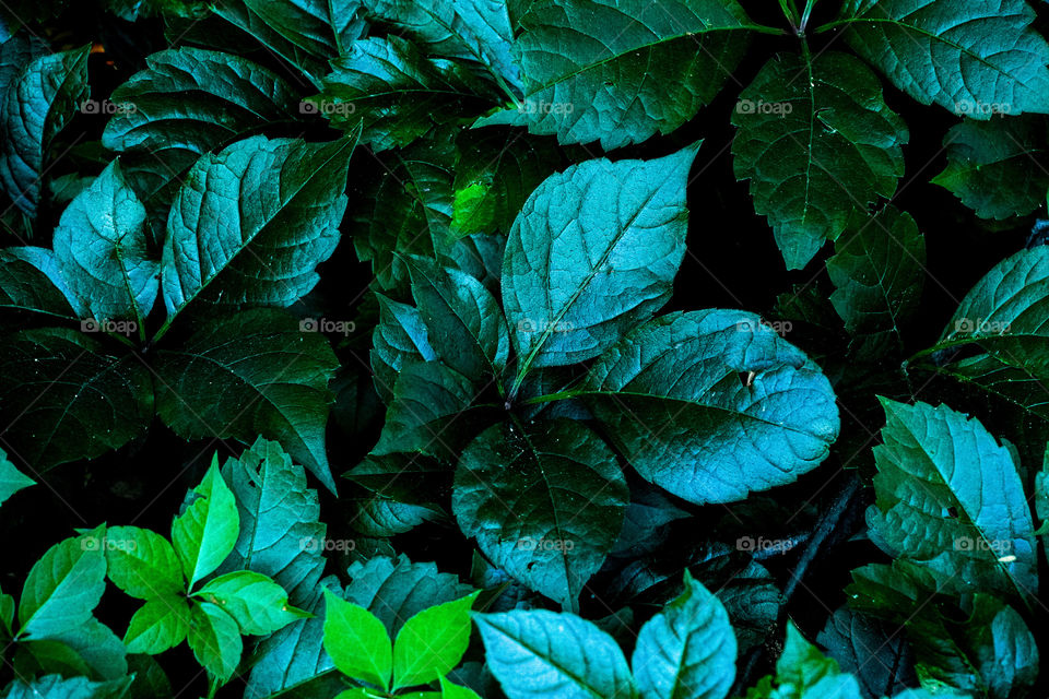 Background of leaves 