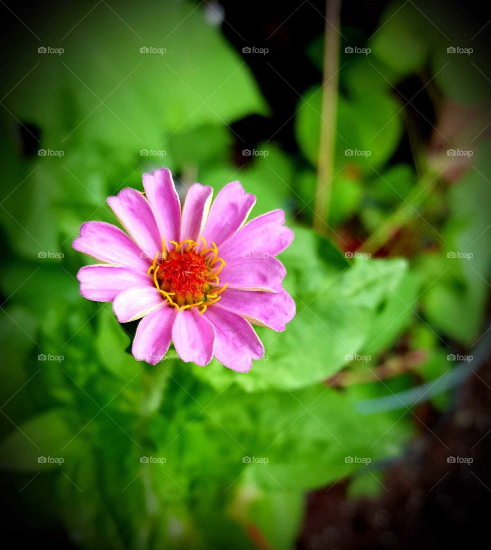 Zinnia flower with pink petals in full bloom