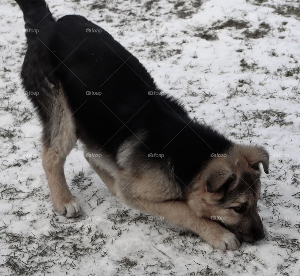 Dog playing in snow