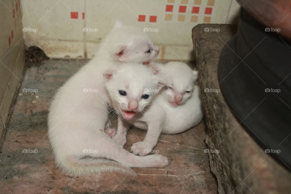 new born kittens