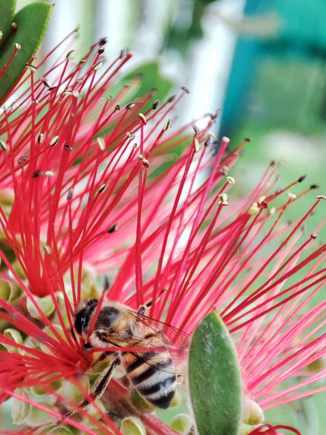 Bee on flower