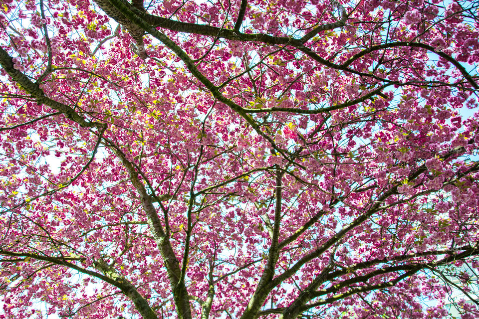 Cherry blossom spring in Malmö Sweden.