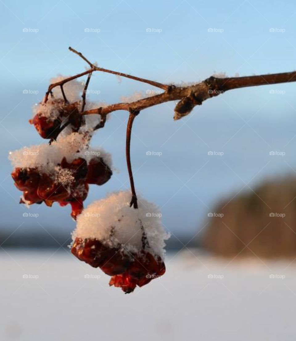 Berries in winter. White snow and red berries. 