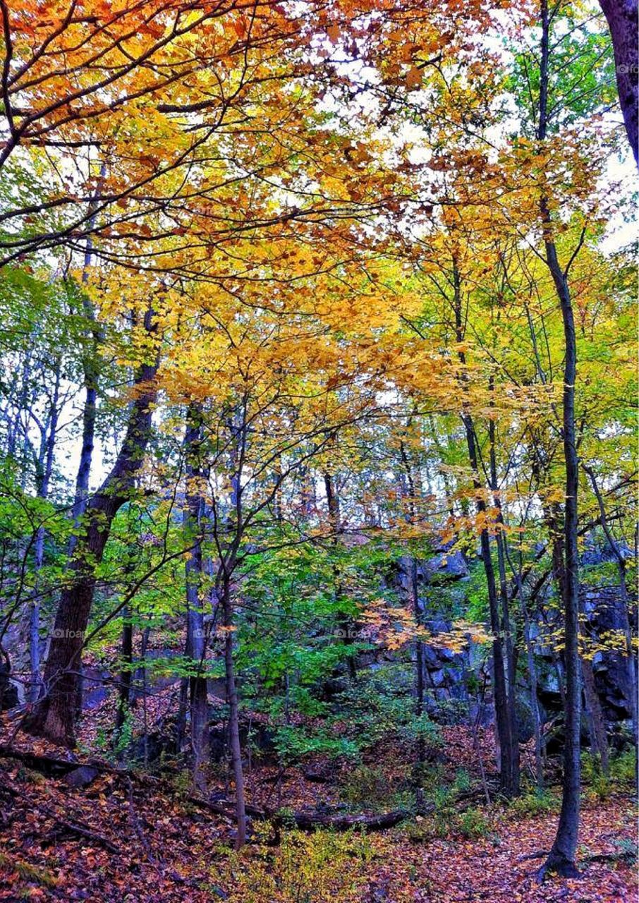 Autumn trees in forest