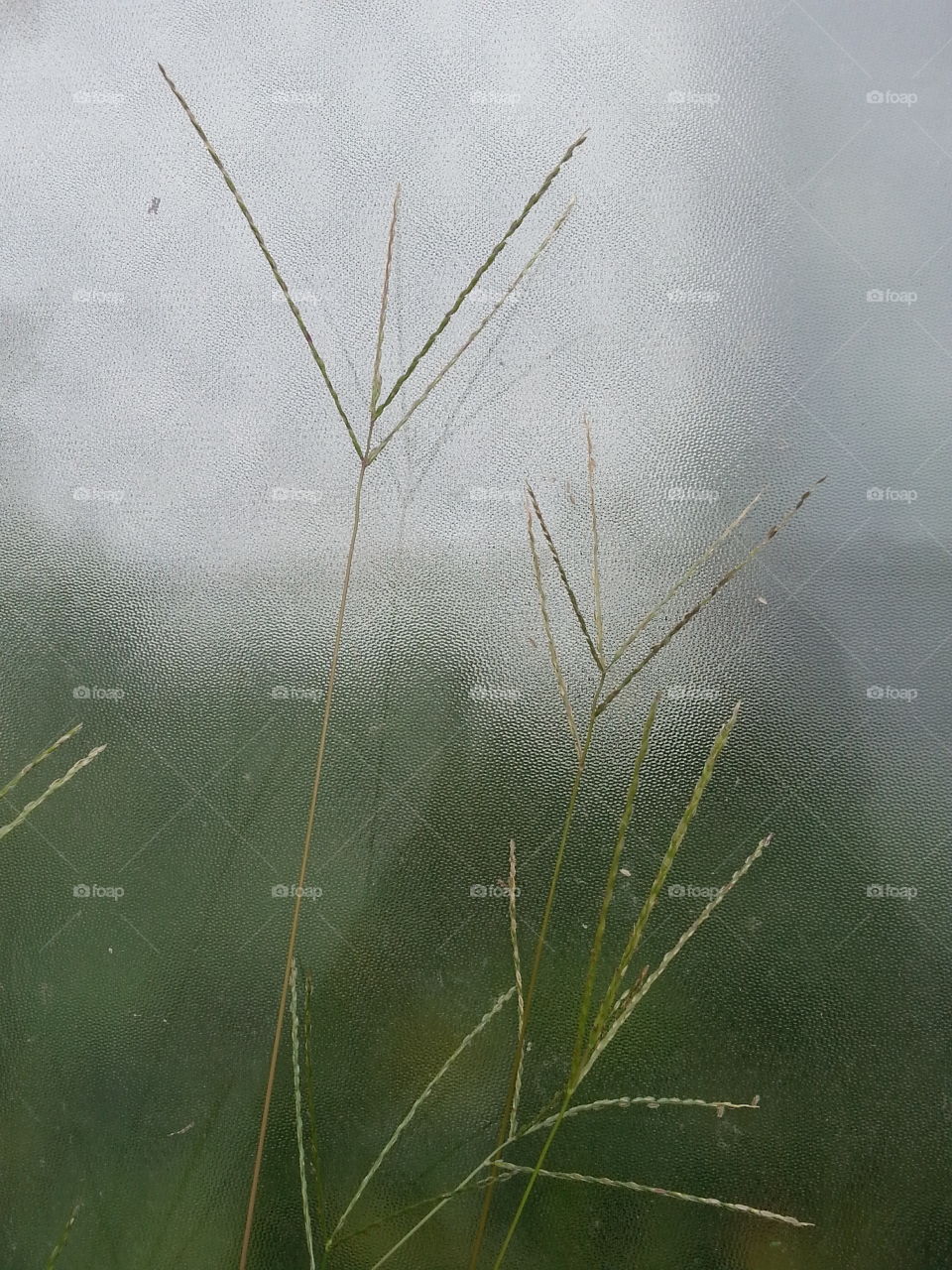 Grass on Glass