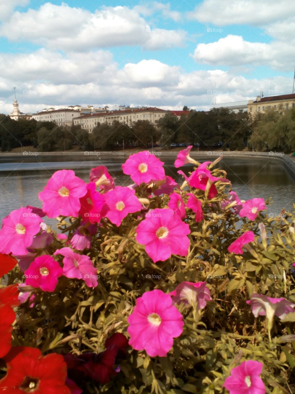 Flower, Nature, Flora, Summer, No Person