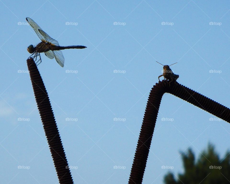 Dragonfly and Grasshopper!