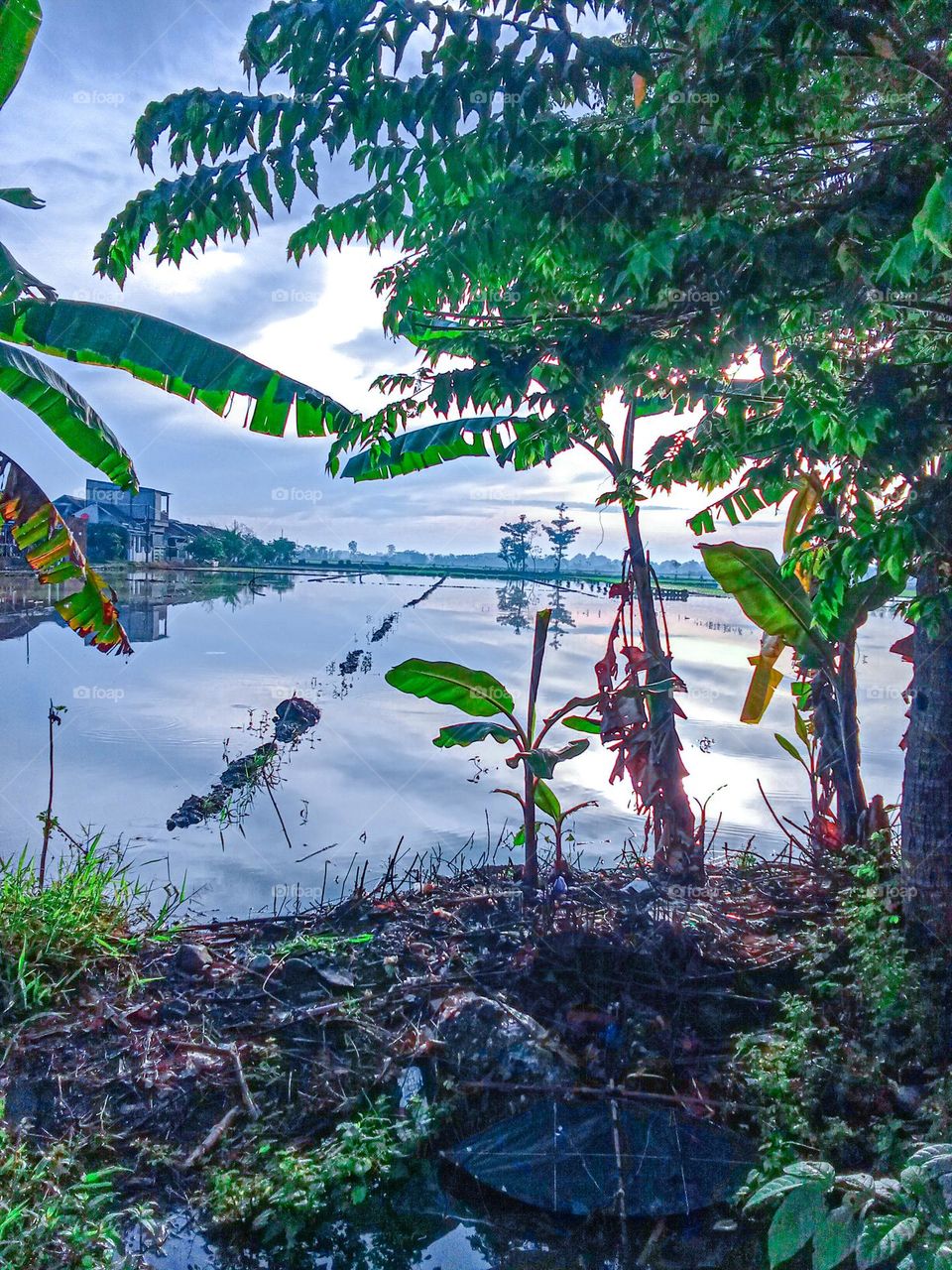 morning atmosphere in the rice field area