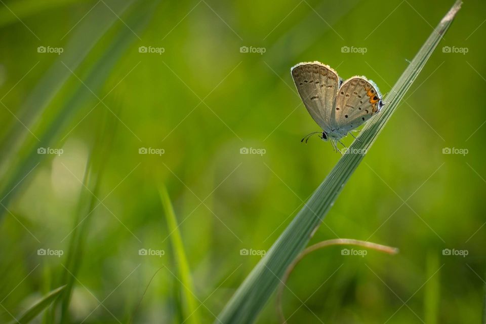 A tiny ever so fragile heart with six miniature legs. Eastern Tailed Blue, Raleigh, North Carolina. 