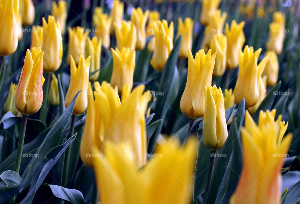 Dense rows of festive yellow tulips 