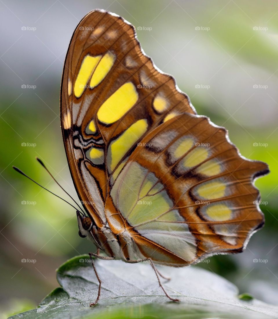 Beautiful and colourful butterfly