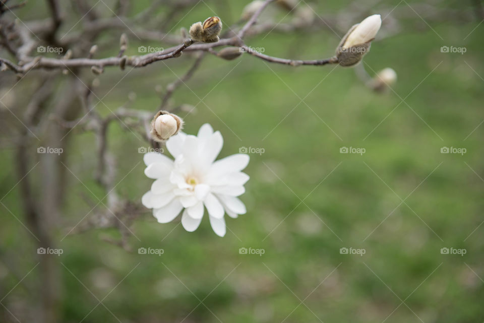 Close-up of budding white flowers on a branch in the spring season