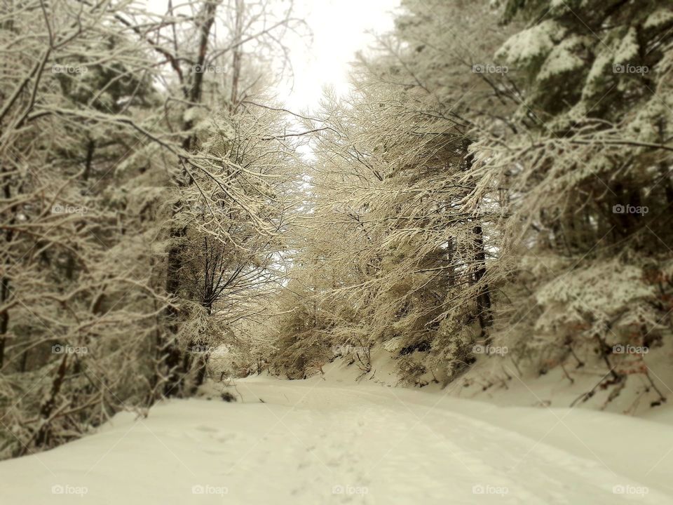 snow firest and everything is white