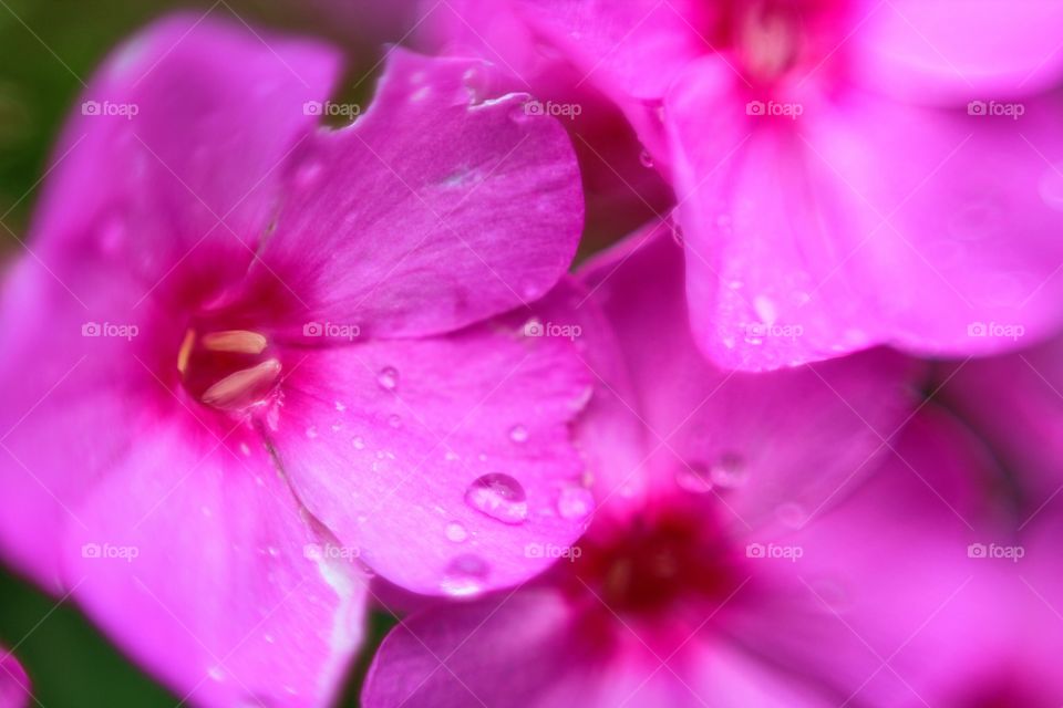 fresh rain on pink petals