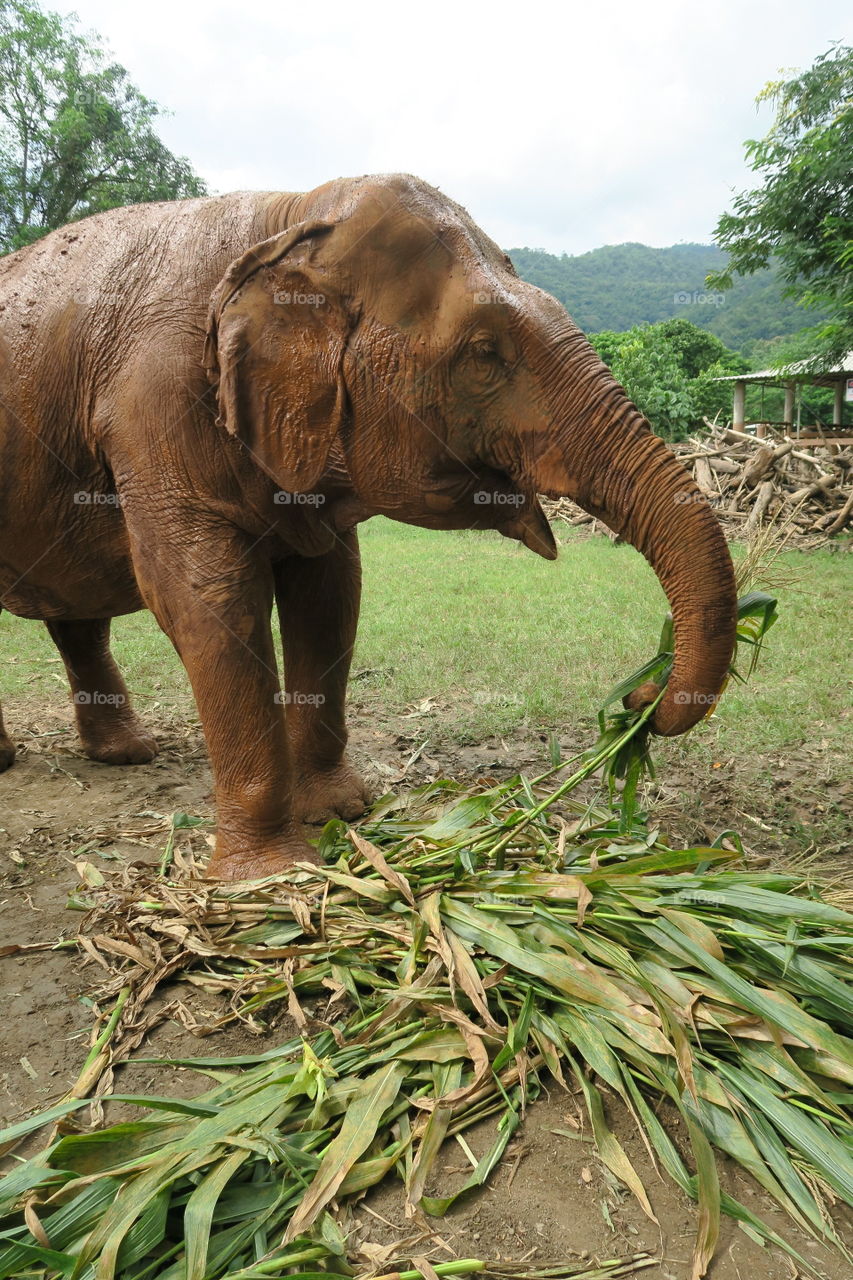 Elephant eats. 