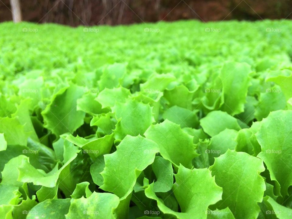 Vegetable growing at the organic farm