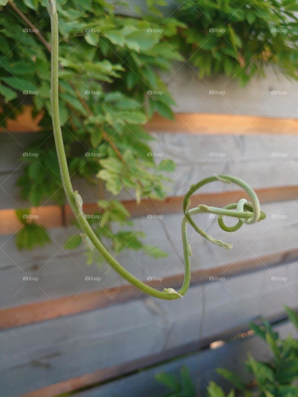 Curly climbing plant