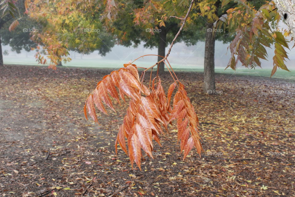 fall leaves on a foggy morning