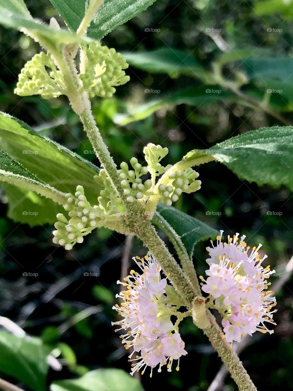 Tiny beauty berry flowers basking in the morning sun here on the ranch in Texas. 