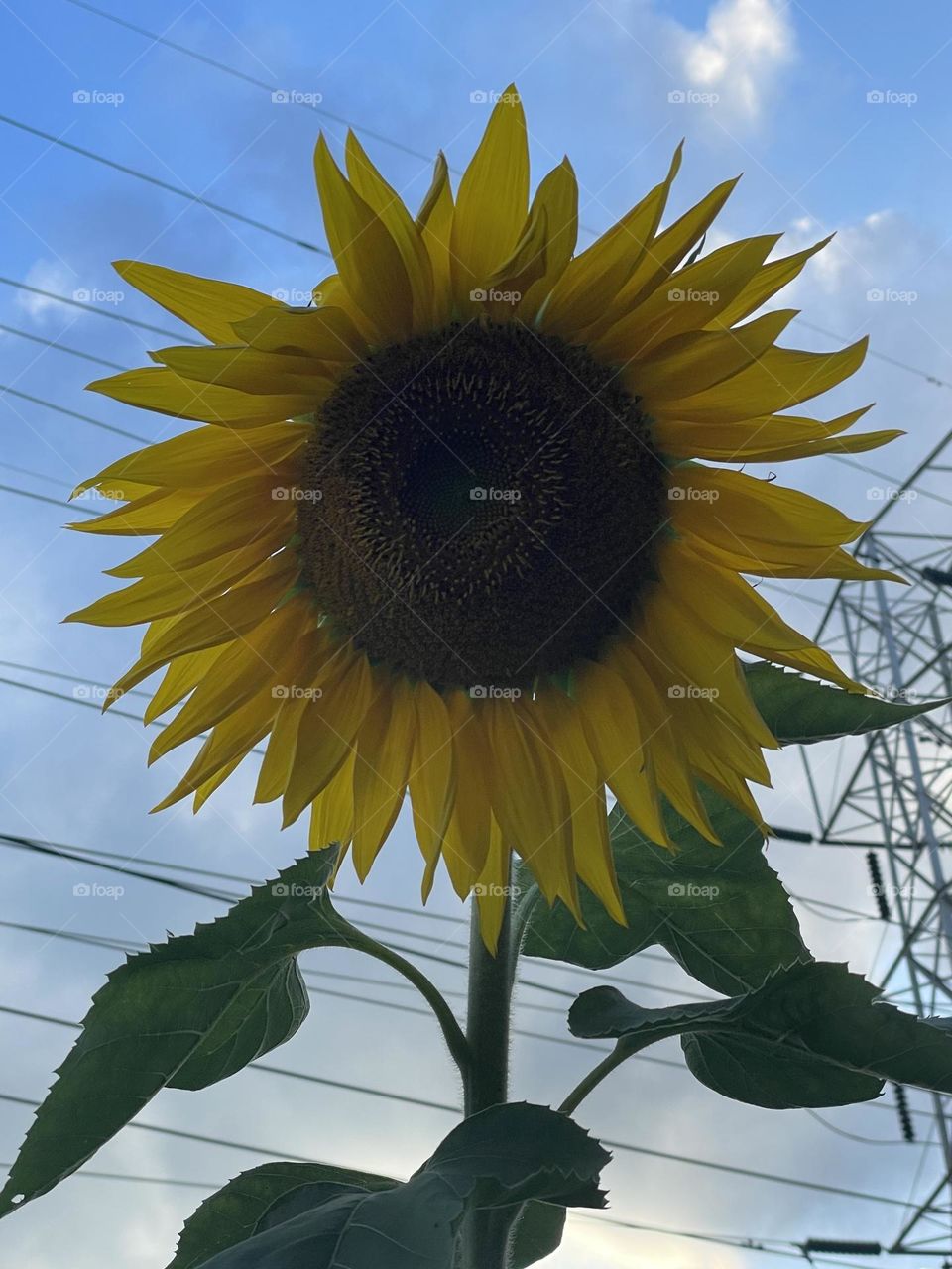 #sunflower