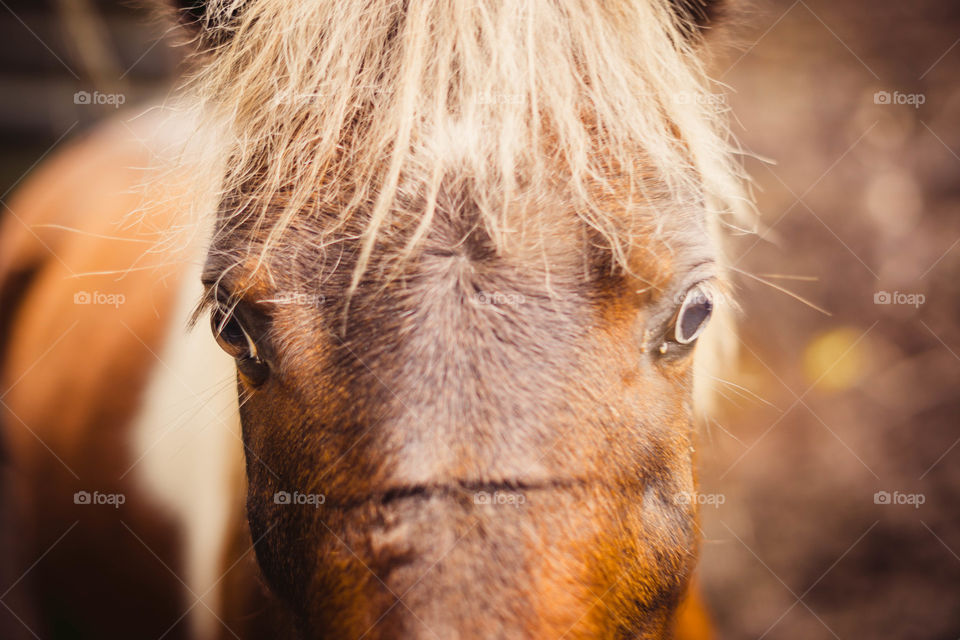 Red brown horse in the middle of the forest