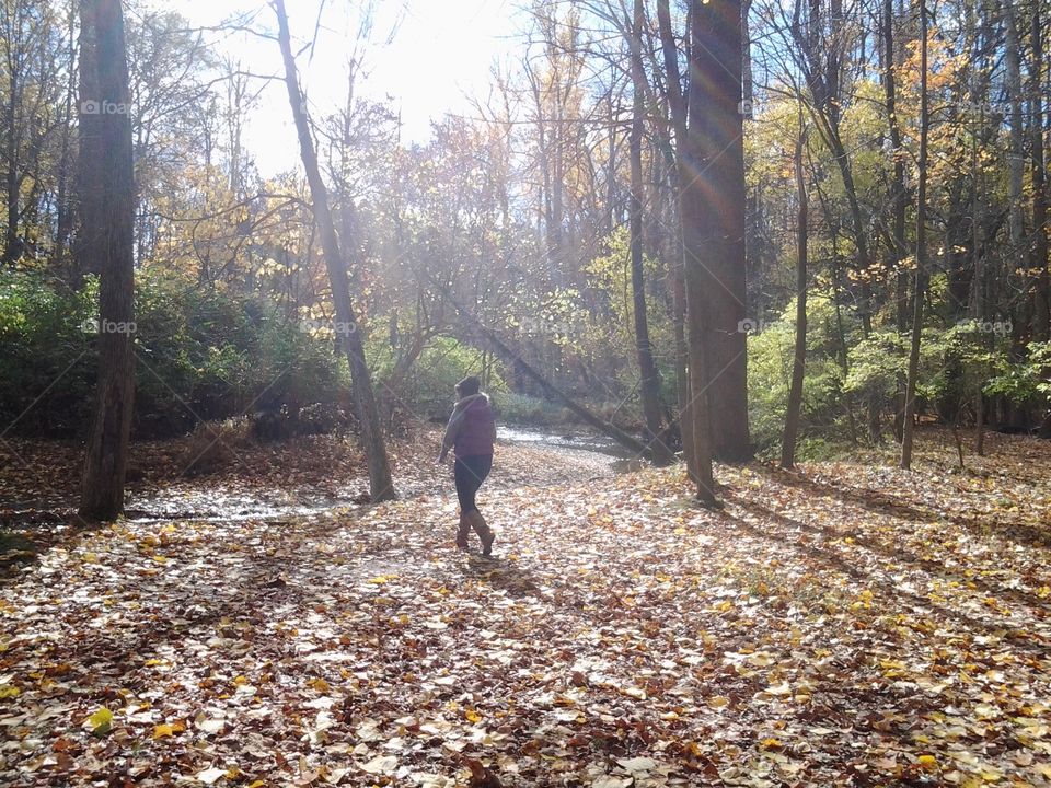 Walking in the sunny woods