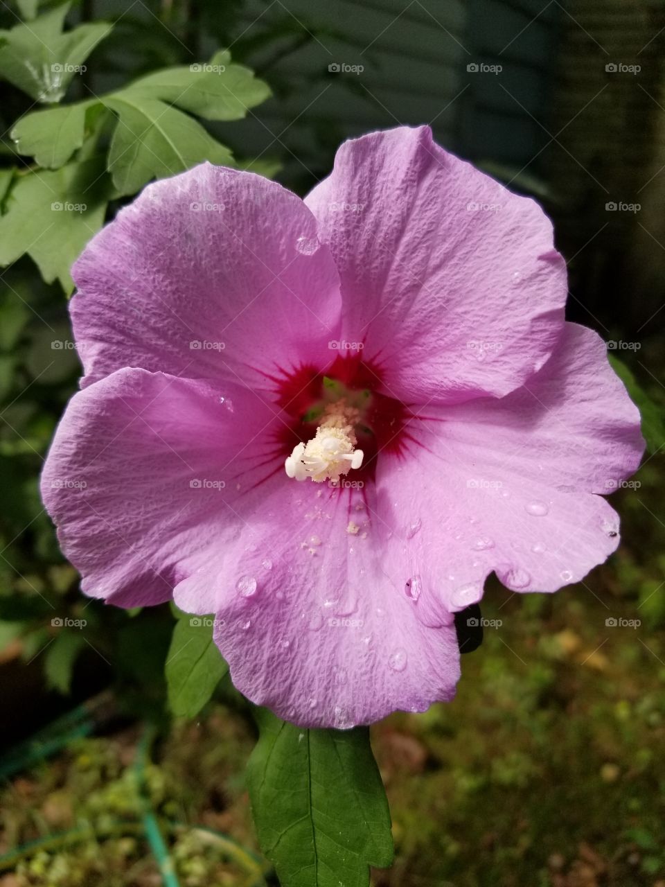hibiscus after the sunshower