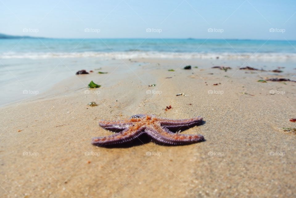 a starfish at the shore