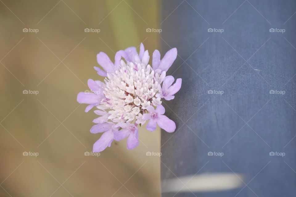 close-up of a pink rose
