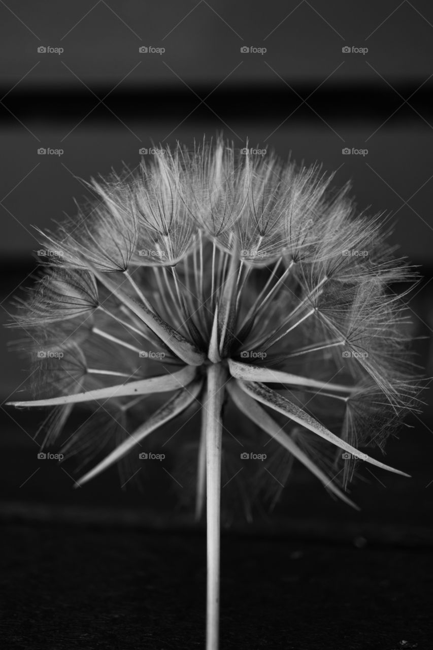 Dandelion seed head monochrome closeup