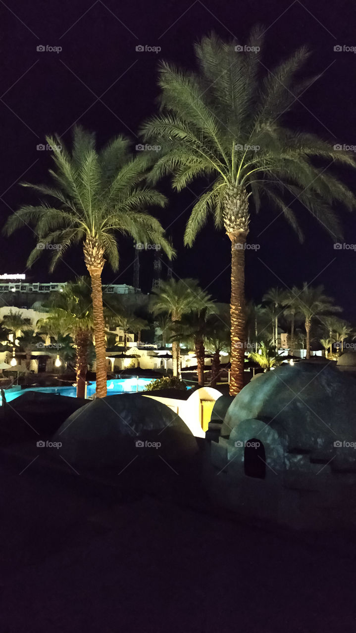 Two palm trees at night by the pool