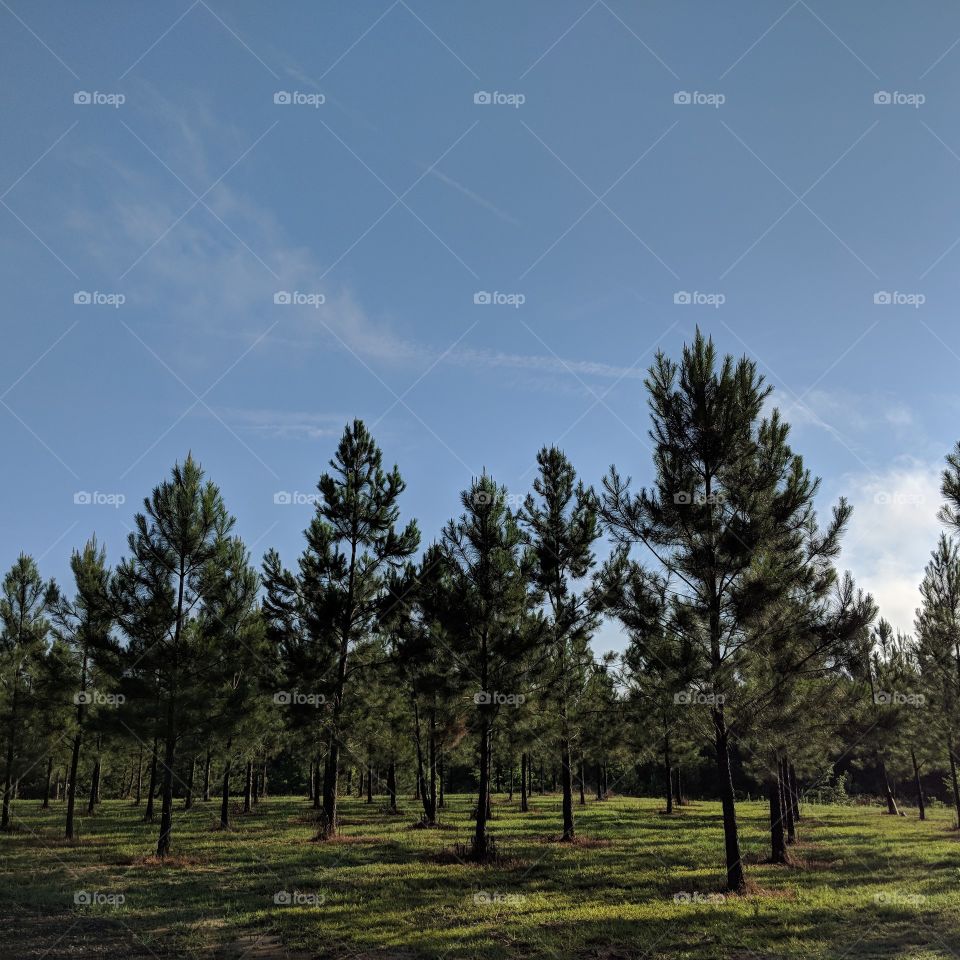 breezes in the treeses