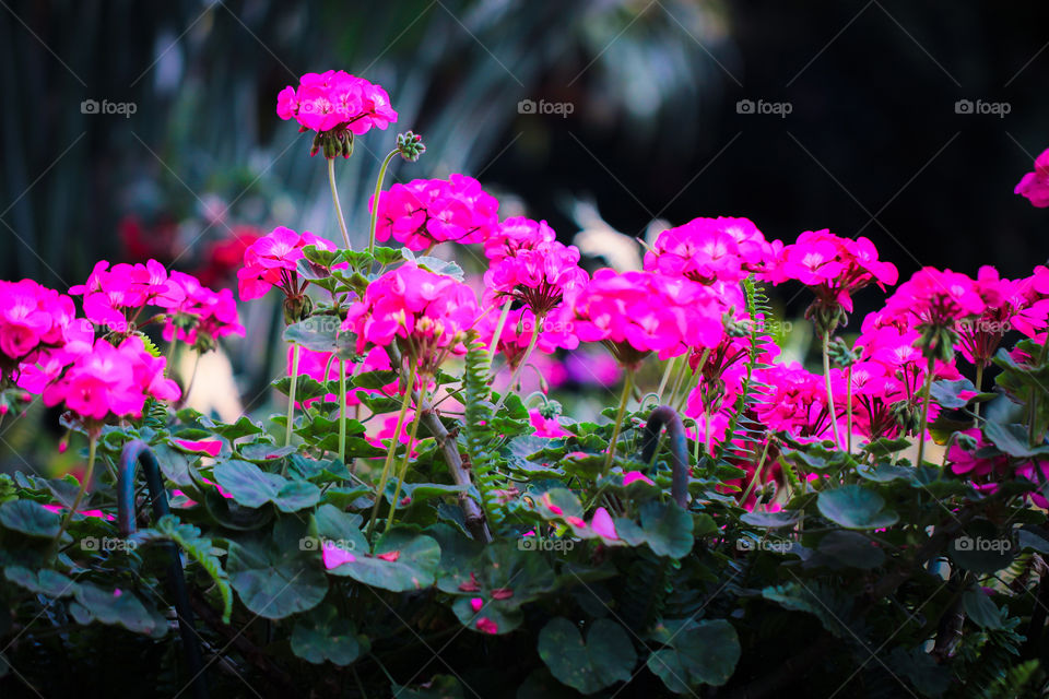 flora greenhouse. flowers greenhouse flora