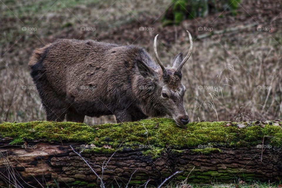 Male deer placing his head on a tree trunk and looking like he is lost in thoughts or posing for the picture.