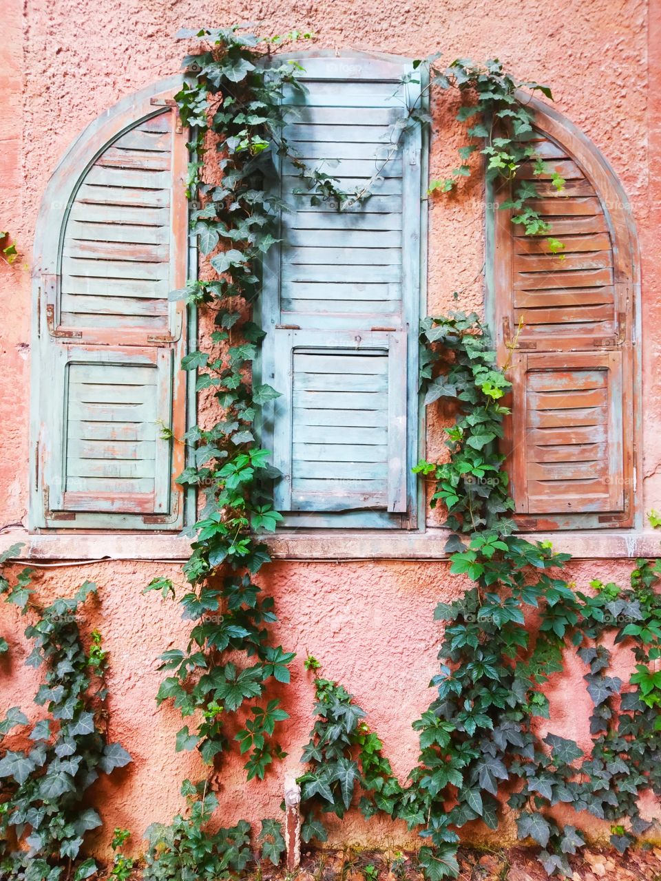 Ivy and Window