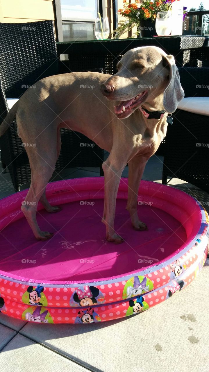 Keeping cool. During a heat wave my dog stayed cool in the kiddie pool