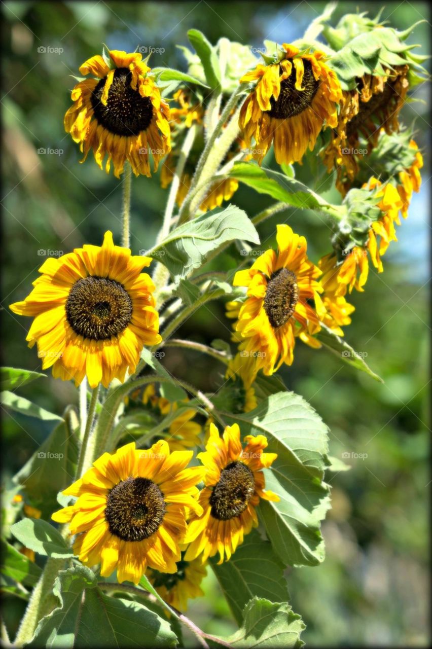 Sunflowers in Guatemala 