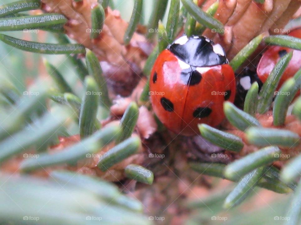 Ladybug Macro - Ladybug up close in a blue spruce tree. 