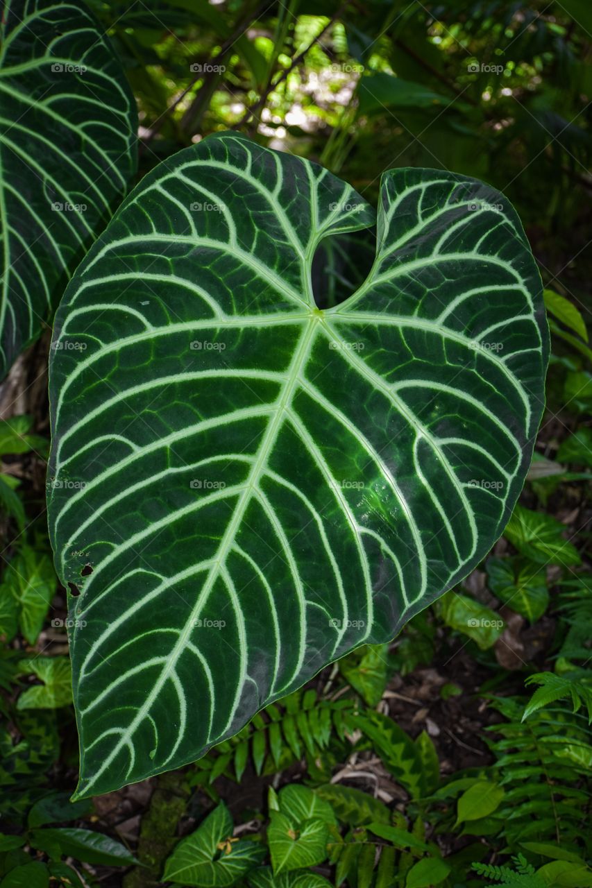 Very large leaf