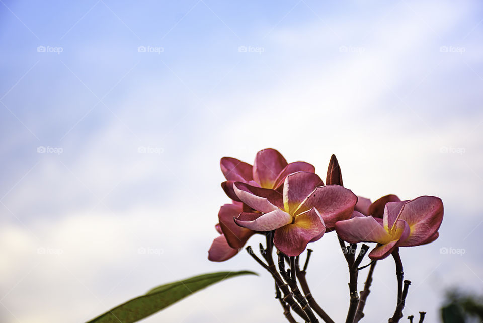 Pink flowers or Plumeria obtusa in garden and sky.