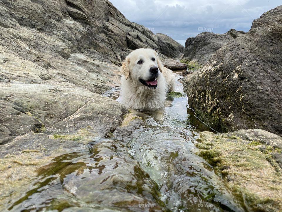 Golden retriever dog relaxing in a sea pool