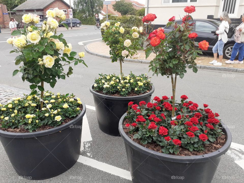 roses at Bogense Funen DK